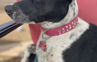 Puppy Panache